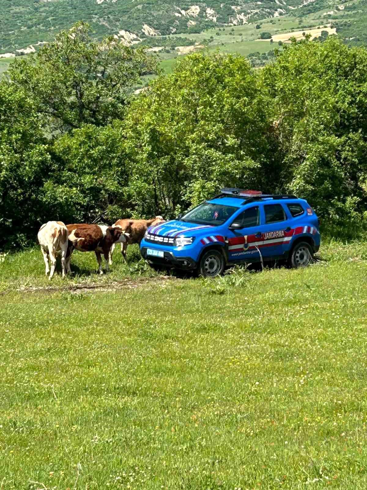 Kaybolan İnekler Dron ile Bulundu