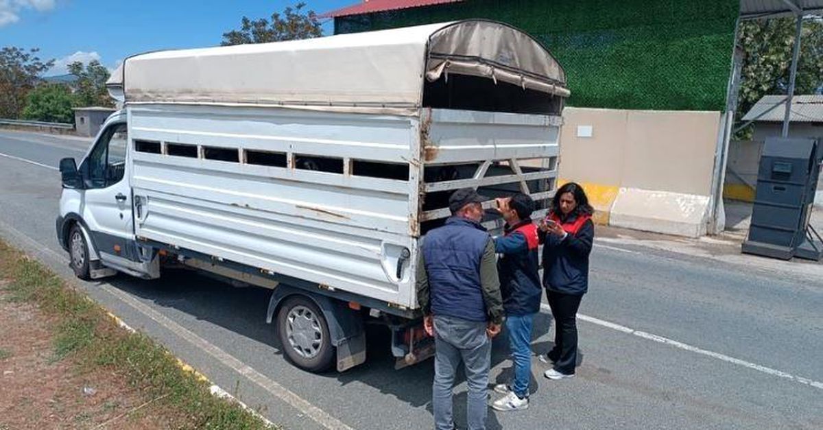 Elazığ’da Hayvan Sevkiyatı Denetimleri Sıkılaştı