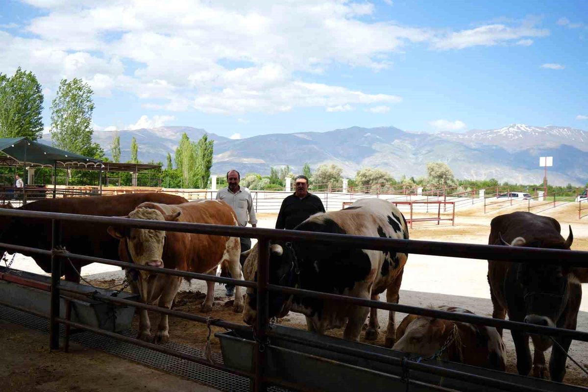 Erzincan’da Kurban Pazarı Şenliği