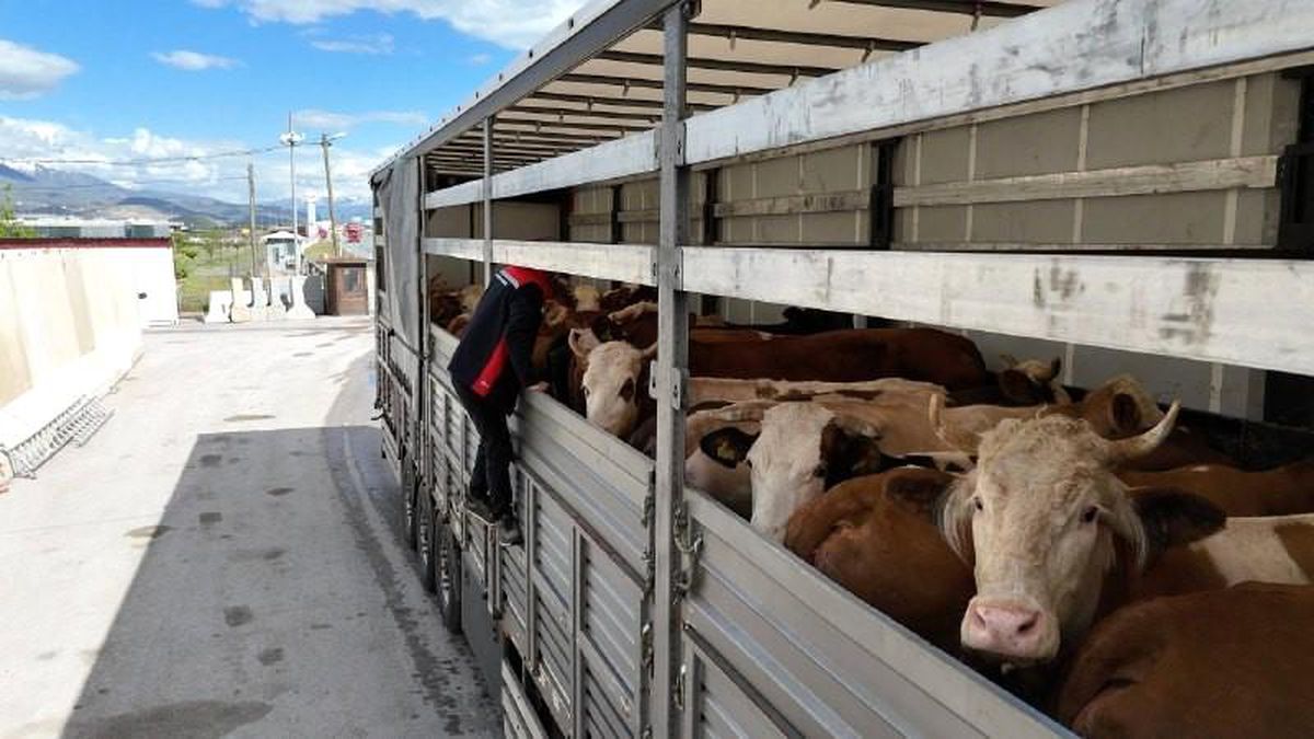 Erzincan’da Kurbanlık Denetimleri Artırıldı
