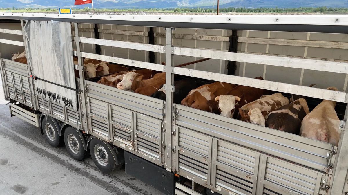 Erzincan’da Kurbanlık Denetimleri Artırıldı