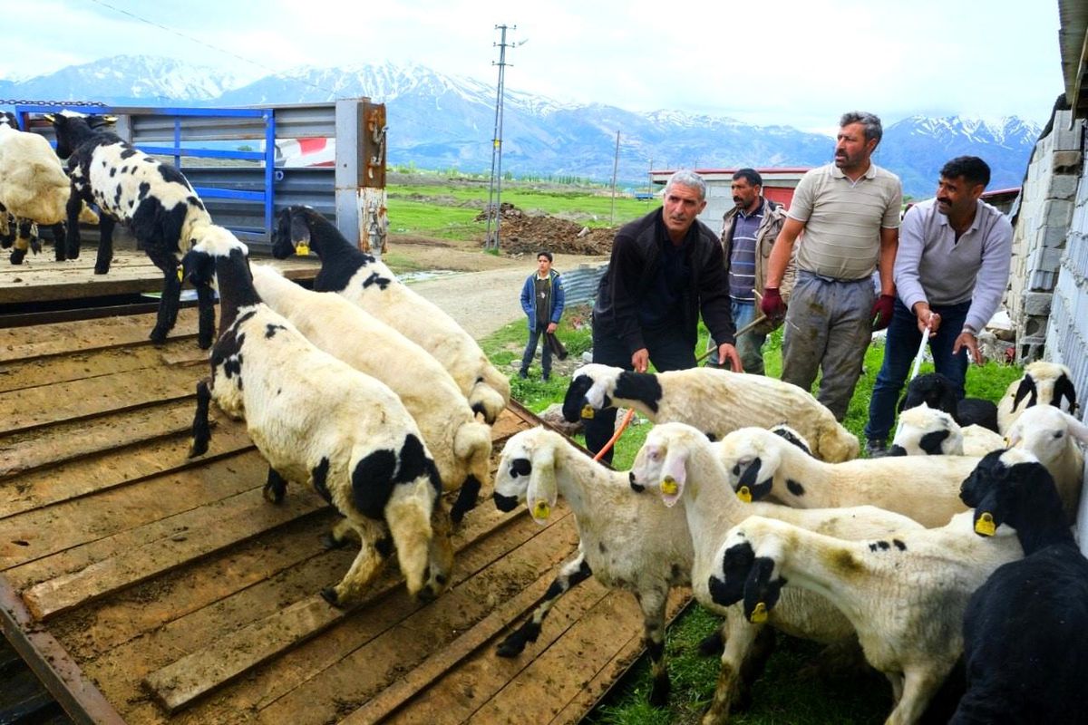 Erzincan Tulum Peyniri için Yayla Sezonu Açıldı
