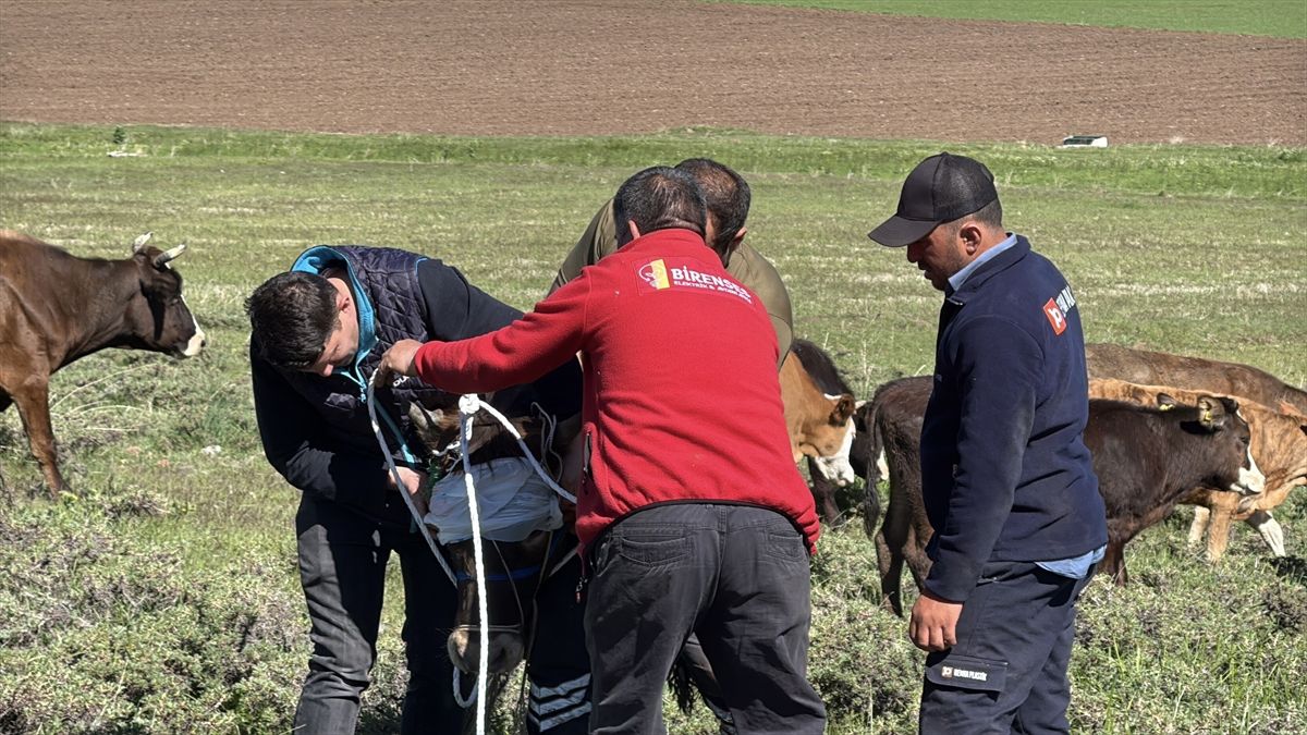Kurbanlıkların Kaçışı Paniğe Neden Oldu