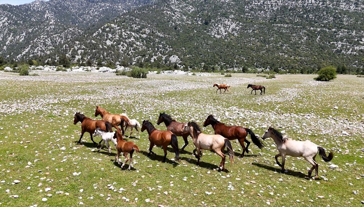 Eynif Ovası’nda Yılkı Atları Dronla Görüntülendi