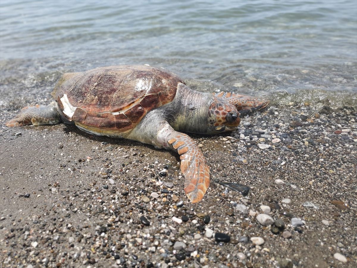 Fethiye’de Ölü Caretta Caretta Bulundu