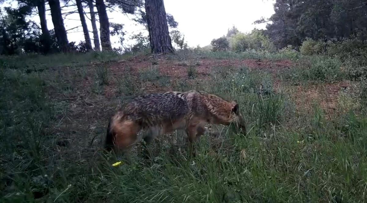 Ganos Dağları’nda Yaban Hayat Görüntülendi