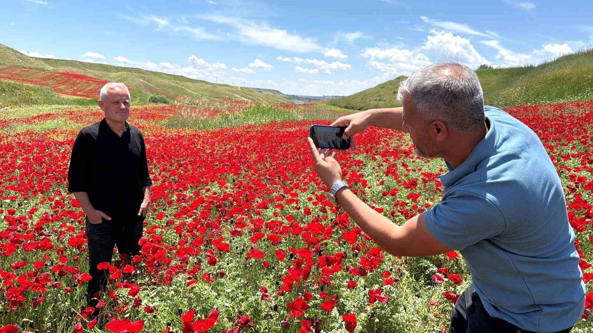 Adıyaman’da Gelinciklerle Kırmızılaşan Nohut Tarlası