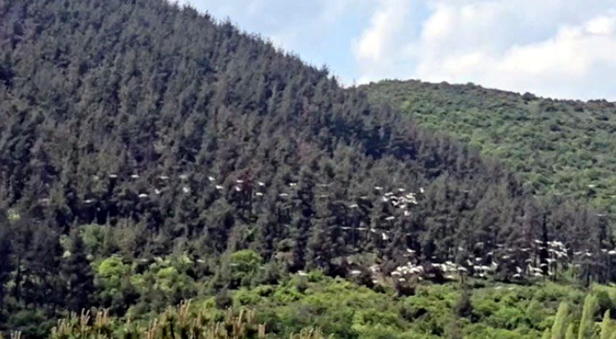 Şarköy’de Pelikanların Görsel Şöleni