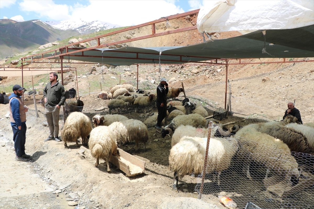 Hakkari’de Kurbanlık Satışları Başladı