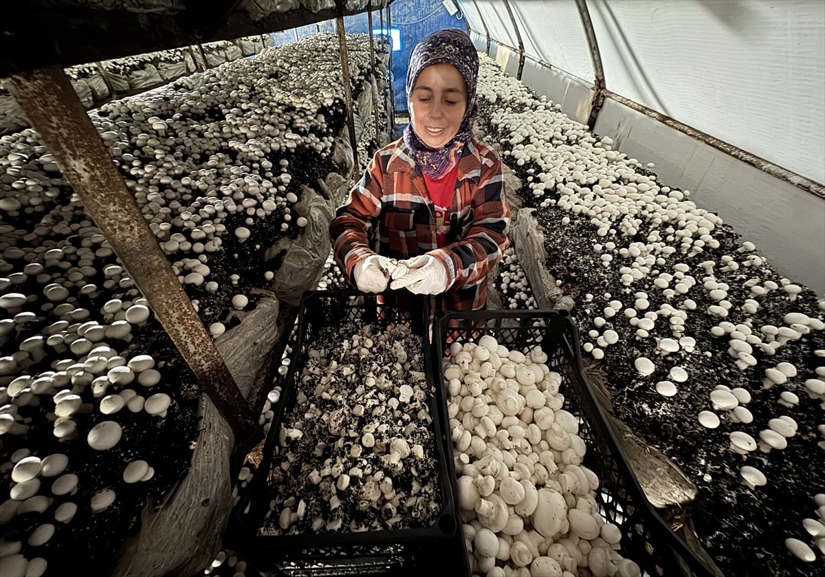 Yayladağı’nda Mantar Kooperatifi İstihdam Sağlıyor