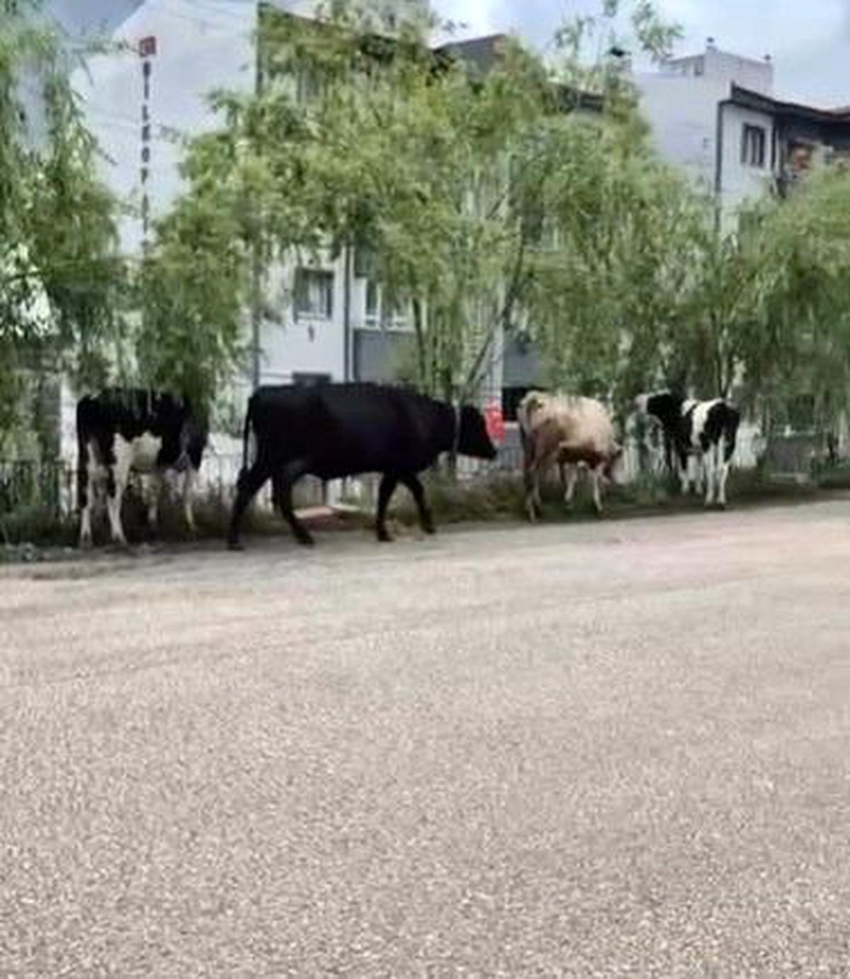 Hayvan pazarından kaçan büyükbaş havanlar gezintiye çıktı