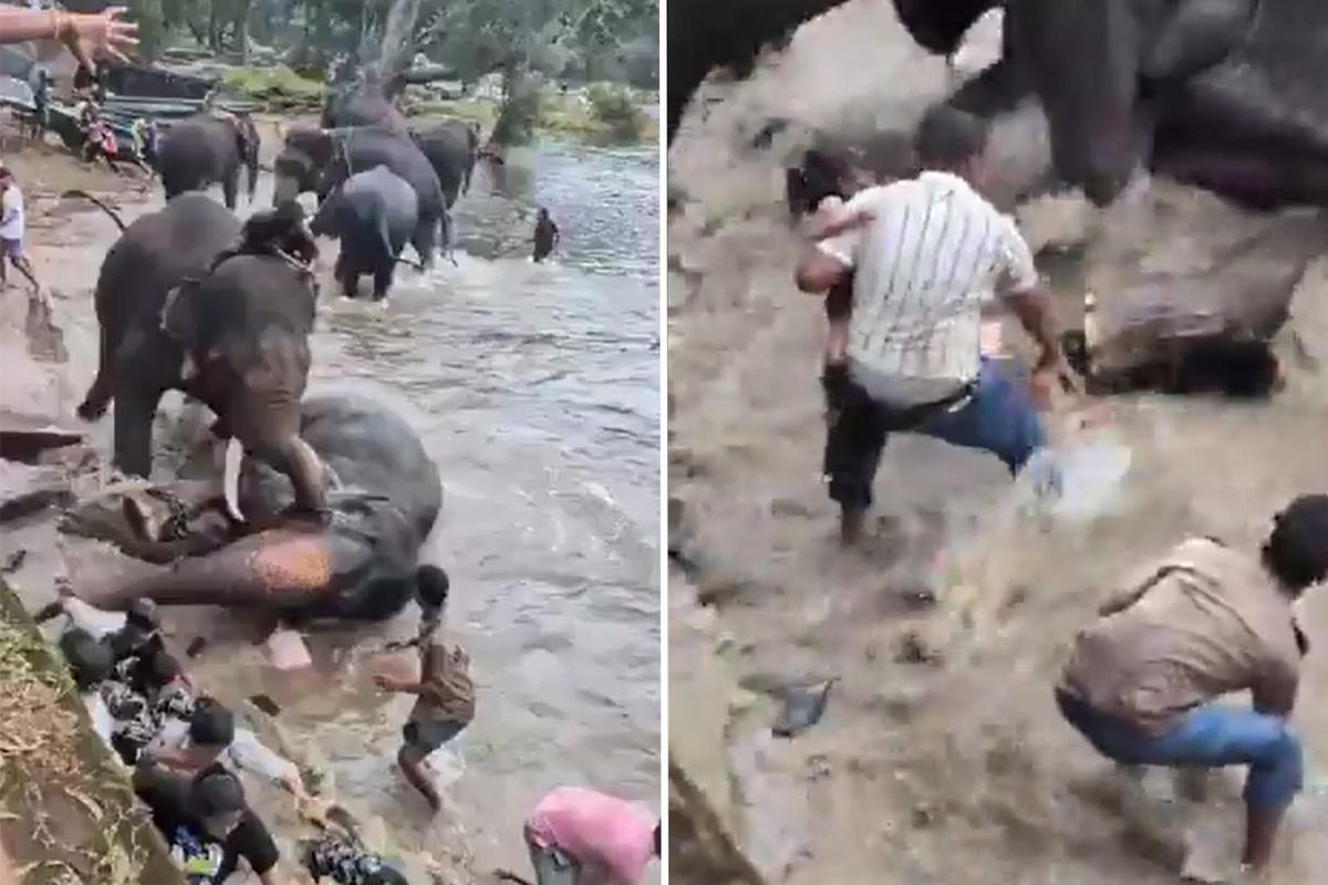 Hindistan’da iki fil birbirine girdi, bir turist hayatını kaybetti