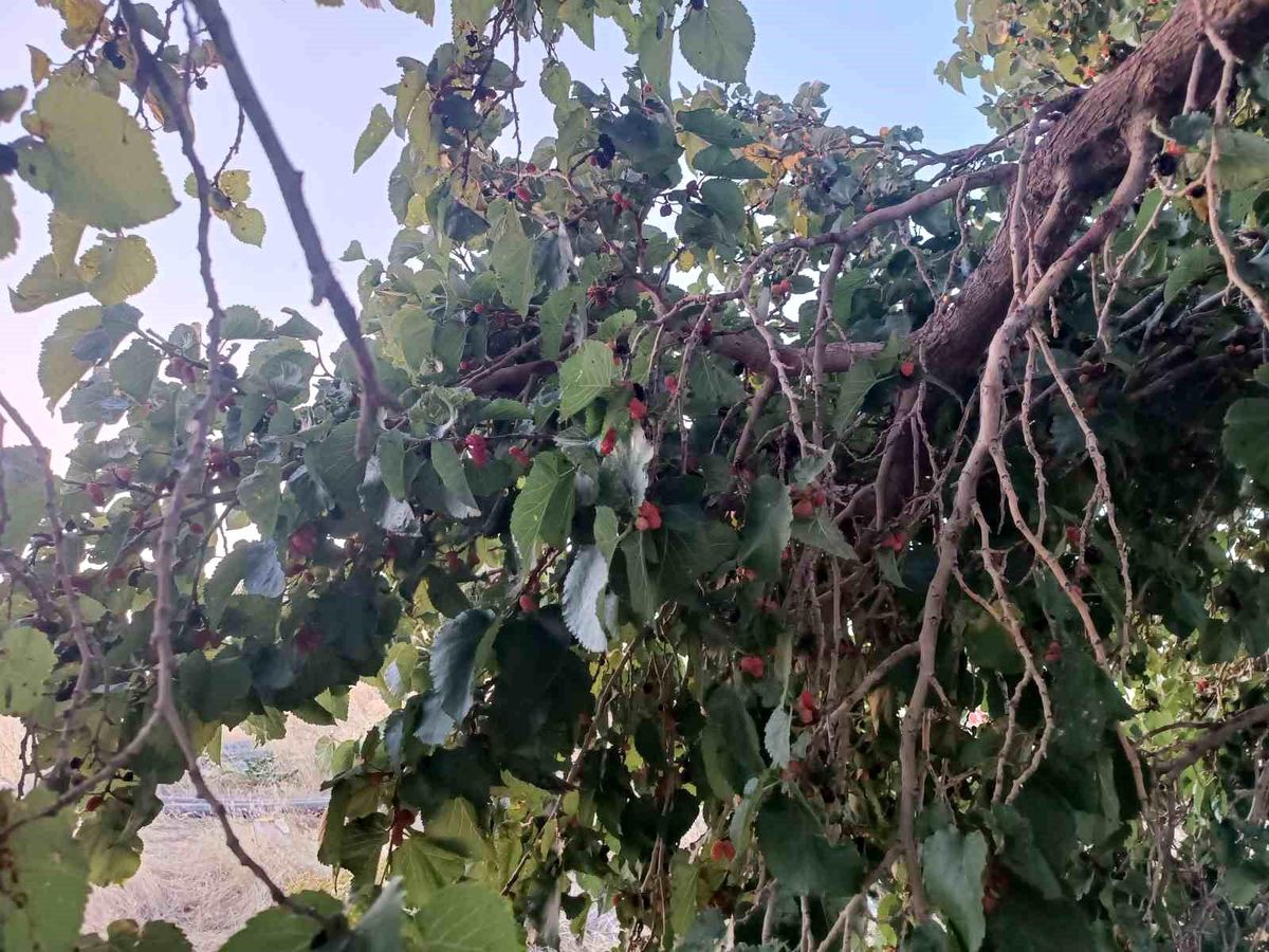 Hizan’da Dut Yetiştiriciliği Araştırıldı