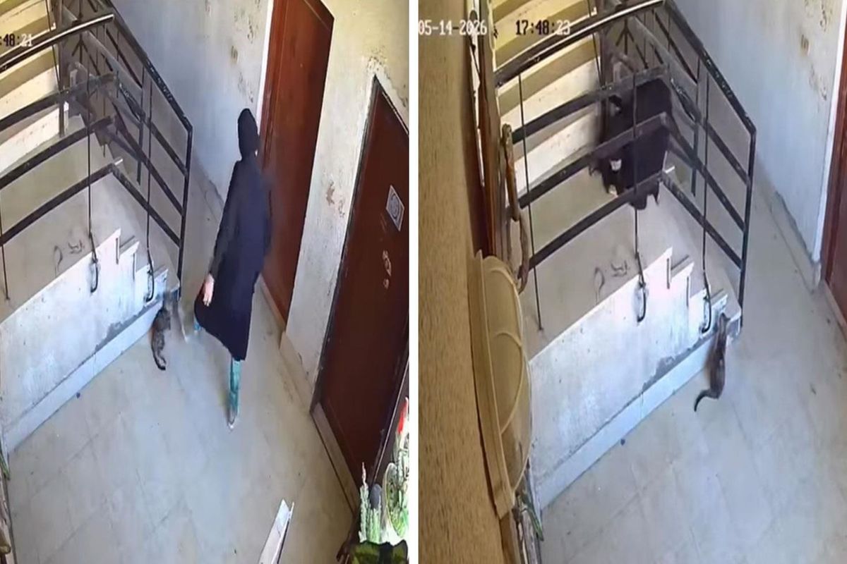 ‘İlahi adalet’ 5 saniyede tecelli etti! Kediye yaptıklarından sonra başına gelene bakın