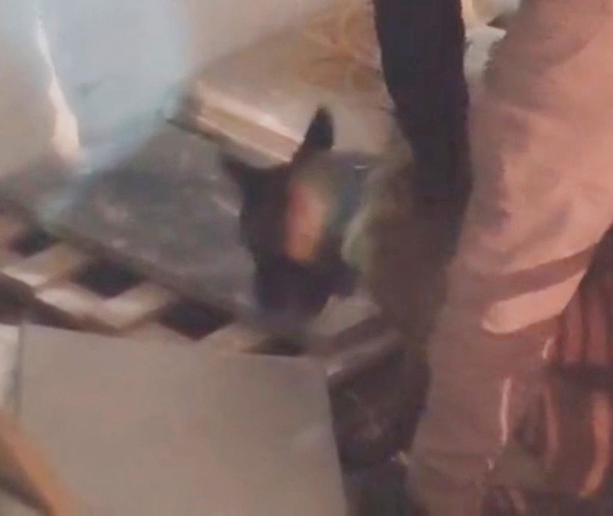 Kars’ta narkotik köpeği Zeus ile uyuşturucu operasyonu