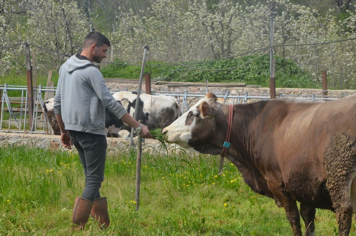 İnegöl’de Genç Çiftçi Büyüyen Sürü ile Başarıya Koşuyor