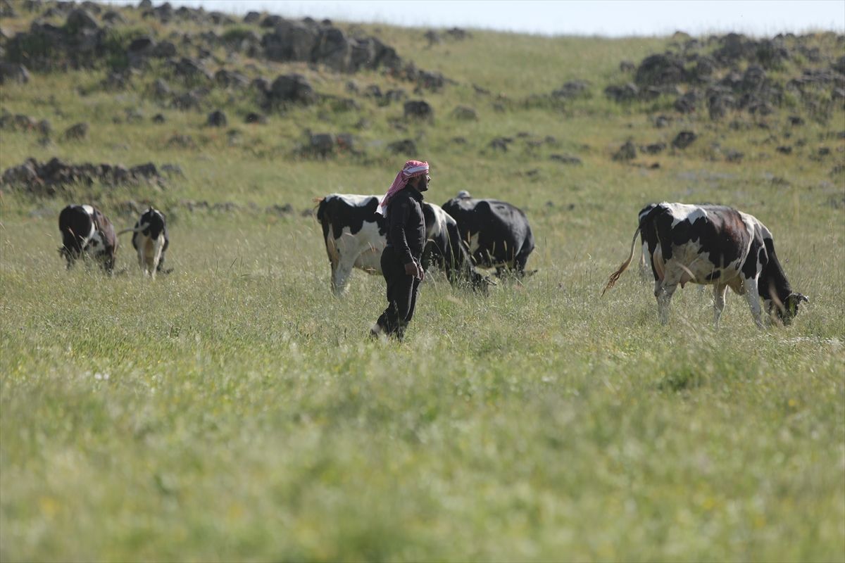 İsrail’in Sınır İhlalleri Çobanları Endişelendiriyor