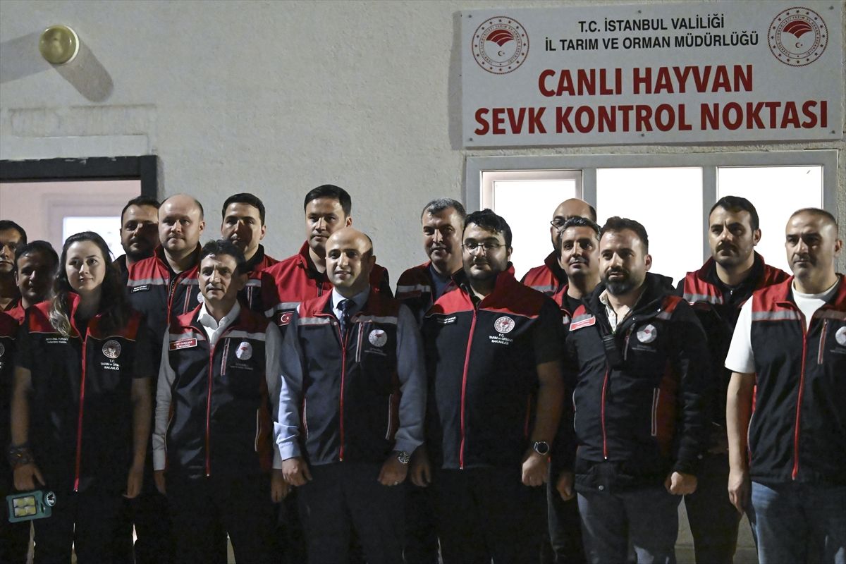 İstanbul’a Kurbanlık Hayvan Girişi Başladı