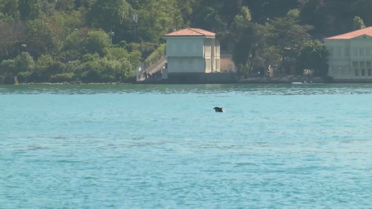 İstanbul Boğazı’nda Yunus Gösterisi