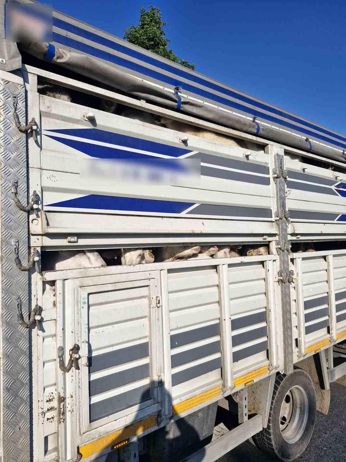 İstanbul’da Kaçak Kurbanlık Operasyonu: 126 Hayvan Ele Geçirildi