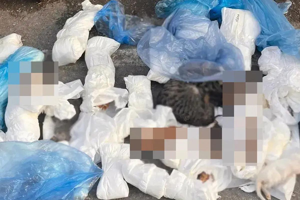 Buca’da 33 Kedi Ölü Bulundu, Soruşturma Başlatıldı