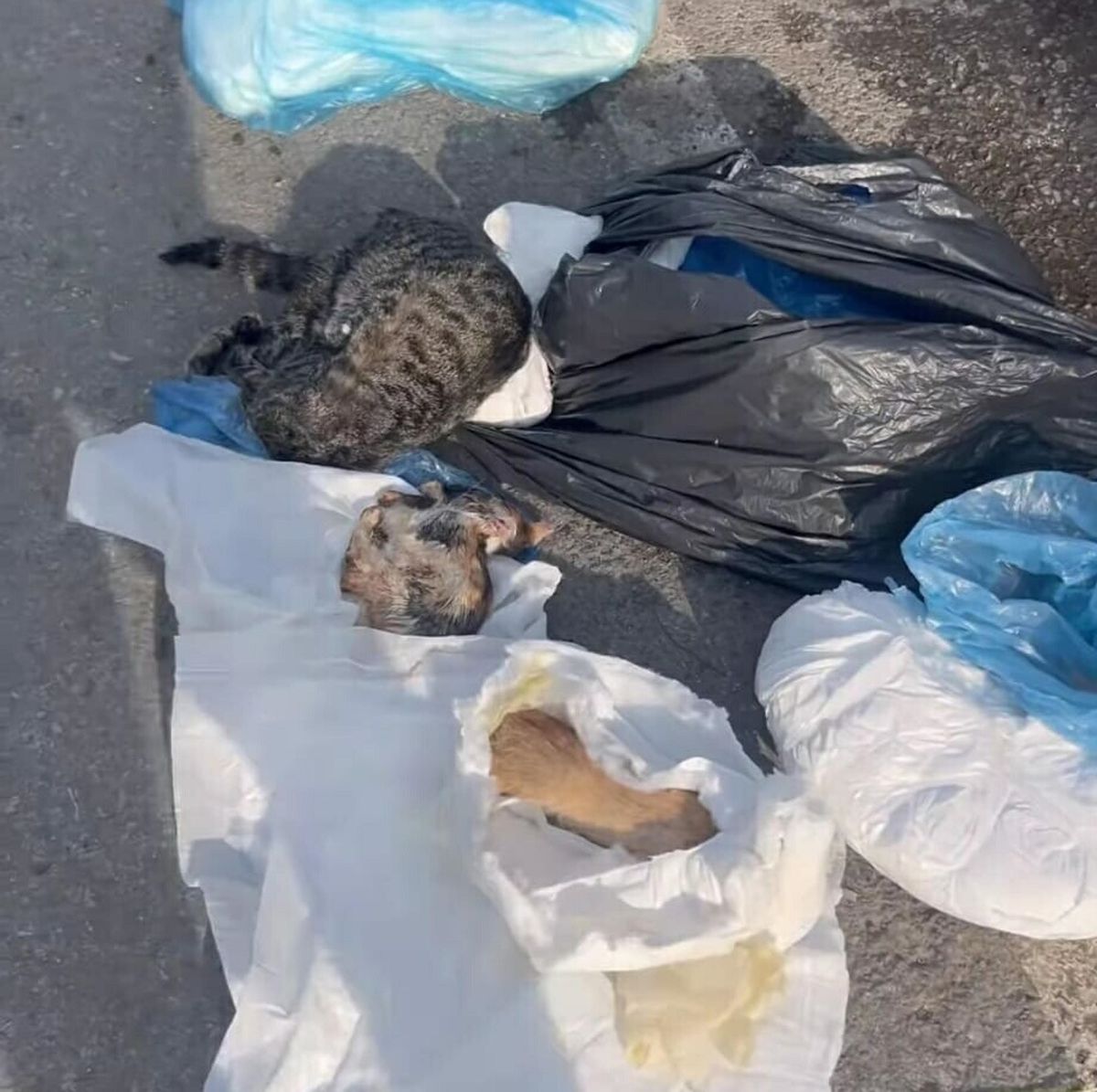 Ölü Kedilerle İlgili Veteriner Gözaltında