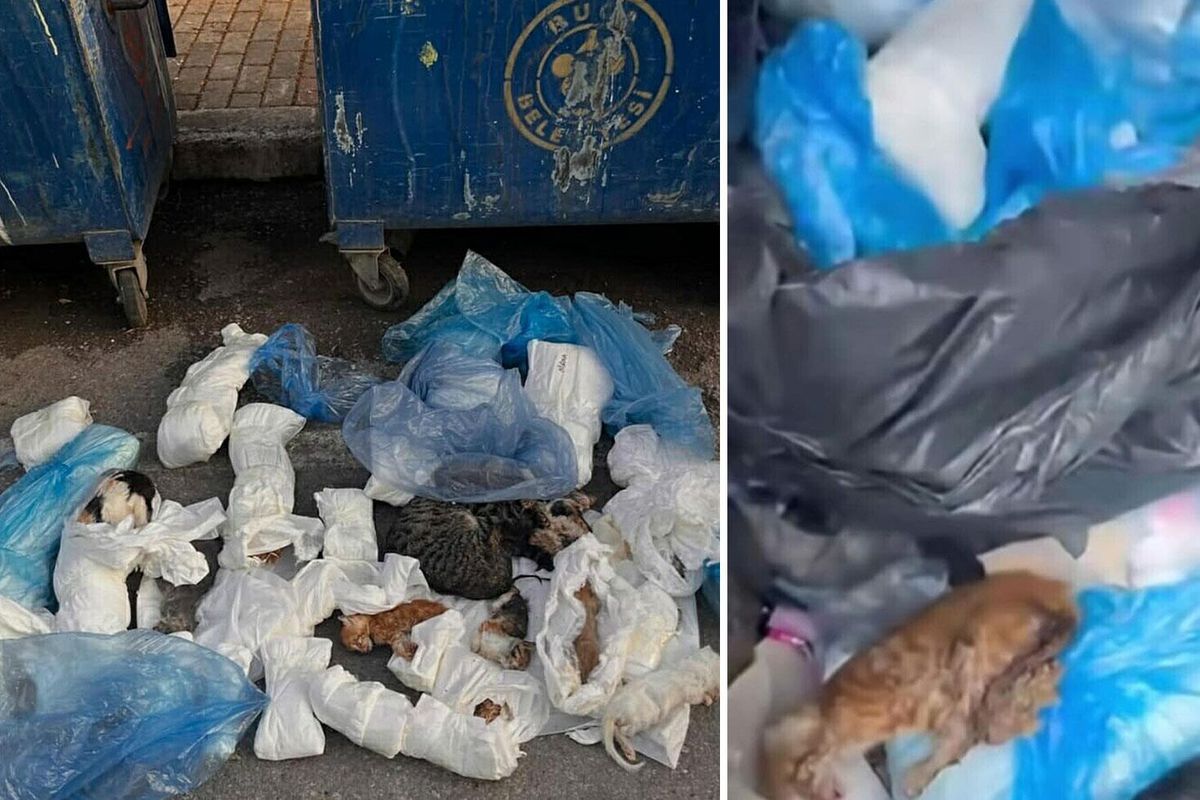 Çöp konteynerinde 33 ölü kedi bulundu, 1 veteriner gözaltına alındı