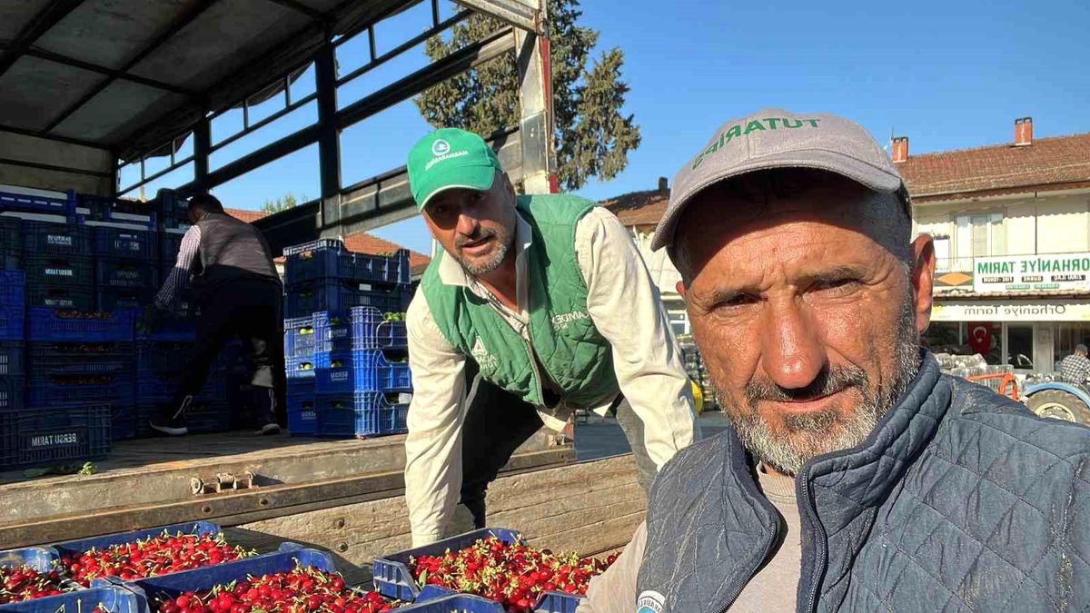 İznik’te Karabodur Kirazı Hasadı Başladı