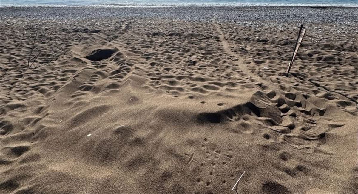 İztuzu Sahili’nde 21 Caretta Yuva Yaptı