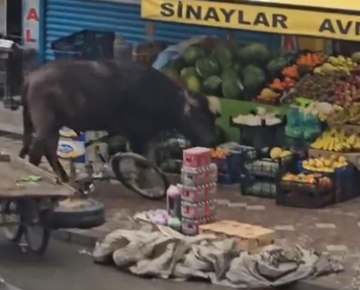 Kaçan Manda Kişiye Saldırdı