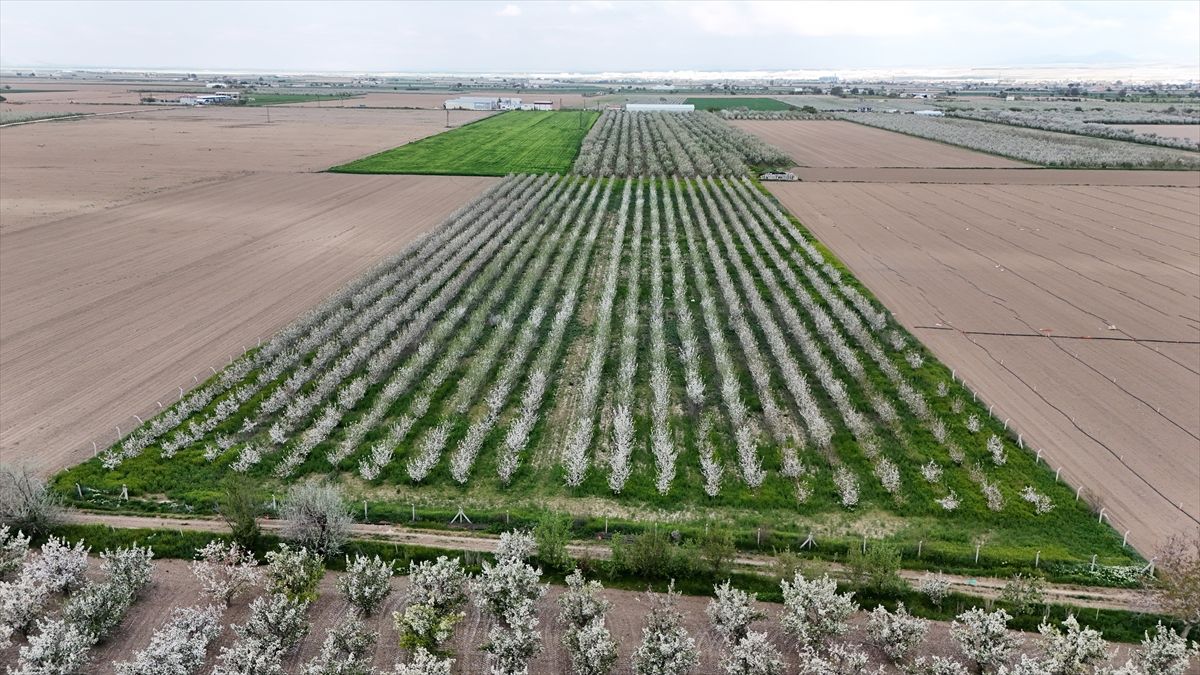 Karaman’da Elma Bahçeleri Çiçek Açtı