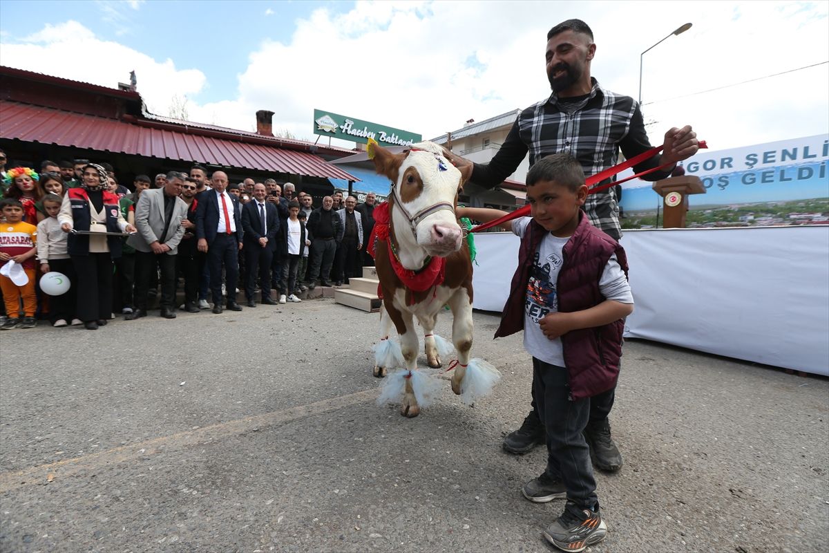 Kars’taki Digor Şenliği’nde besicilerin süslediği buzağılar güzellikte yarıştı