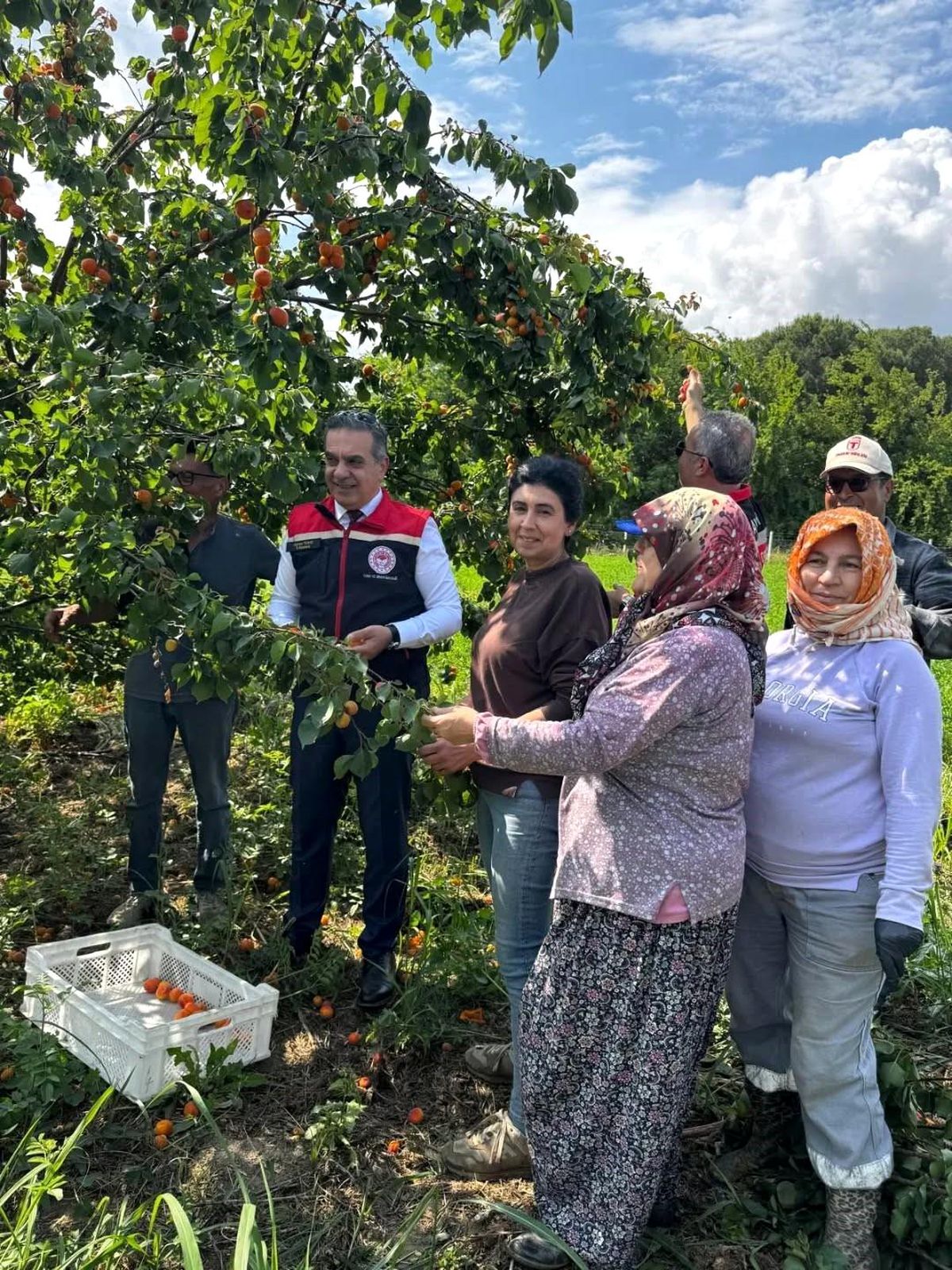 Aydın’da Kayısı Hasadı Başladı