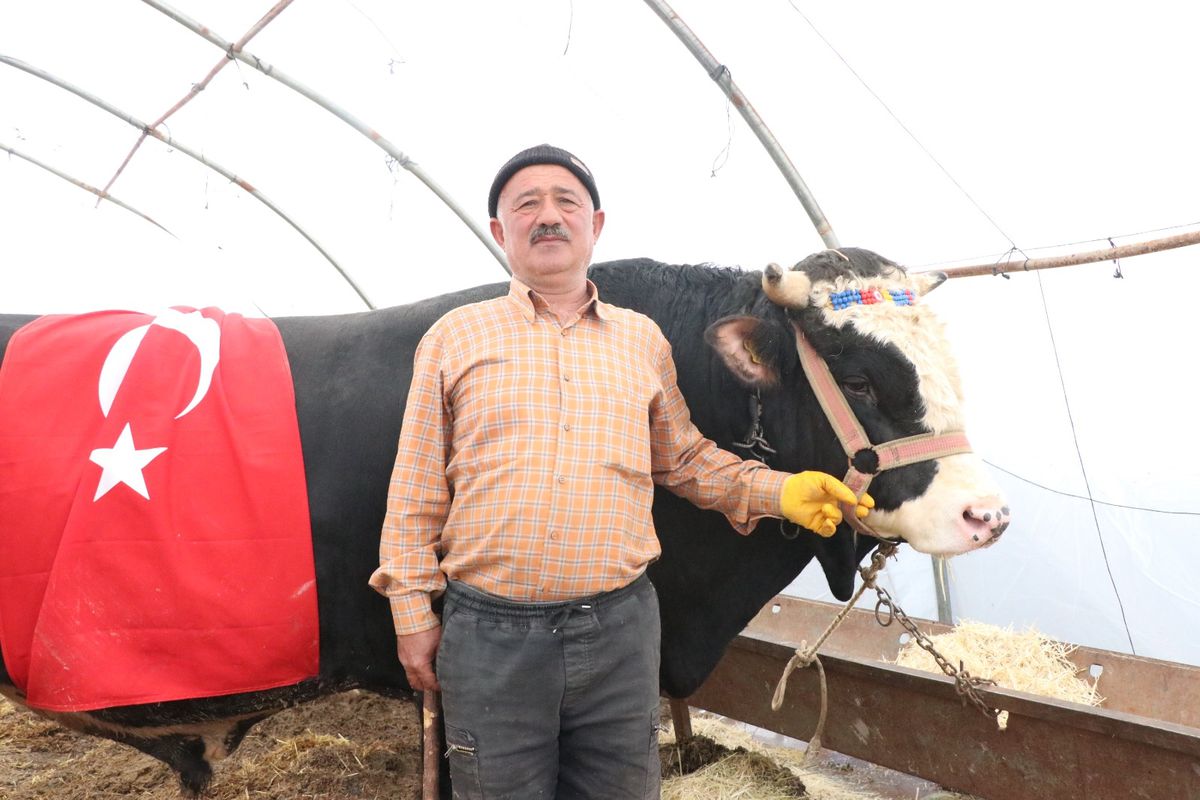 Kayseri’de ‘Paşa’ İsimli Boğa 420 Bin TL’ye Satıldı