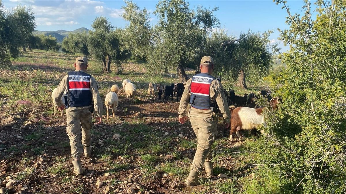 Kilis’te Kayıp 90 Hayvan Bulundu
