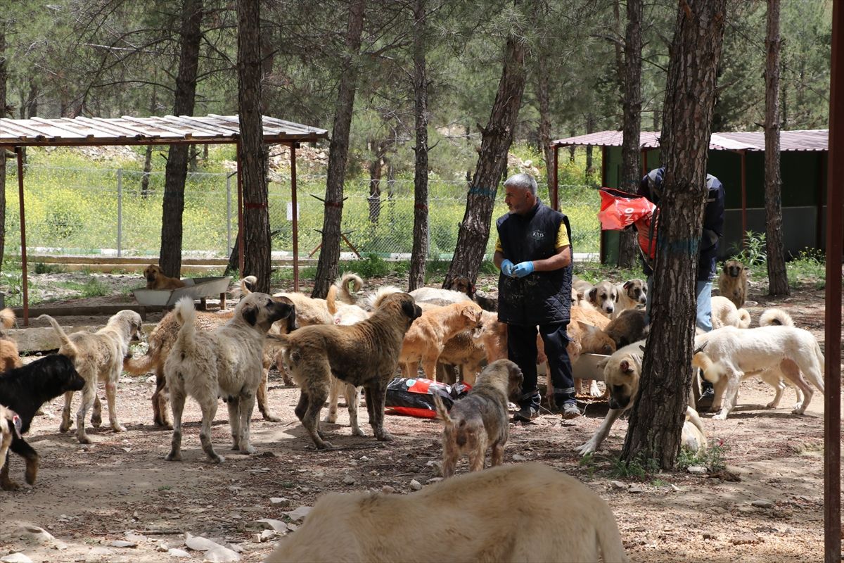 Kilis’te 3 Bin Sahipsiz Köpeğe Yuvalık