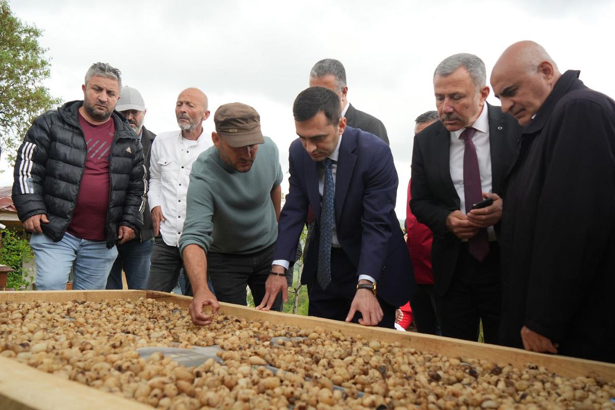 Kilosu 12 bin TL’den satılıyor! ‘Topraktaki altın’ın hasadı başladı