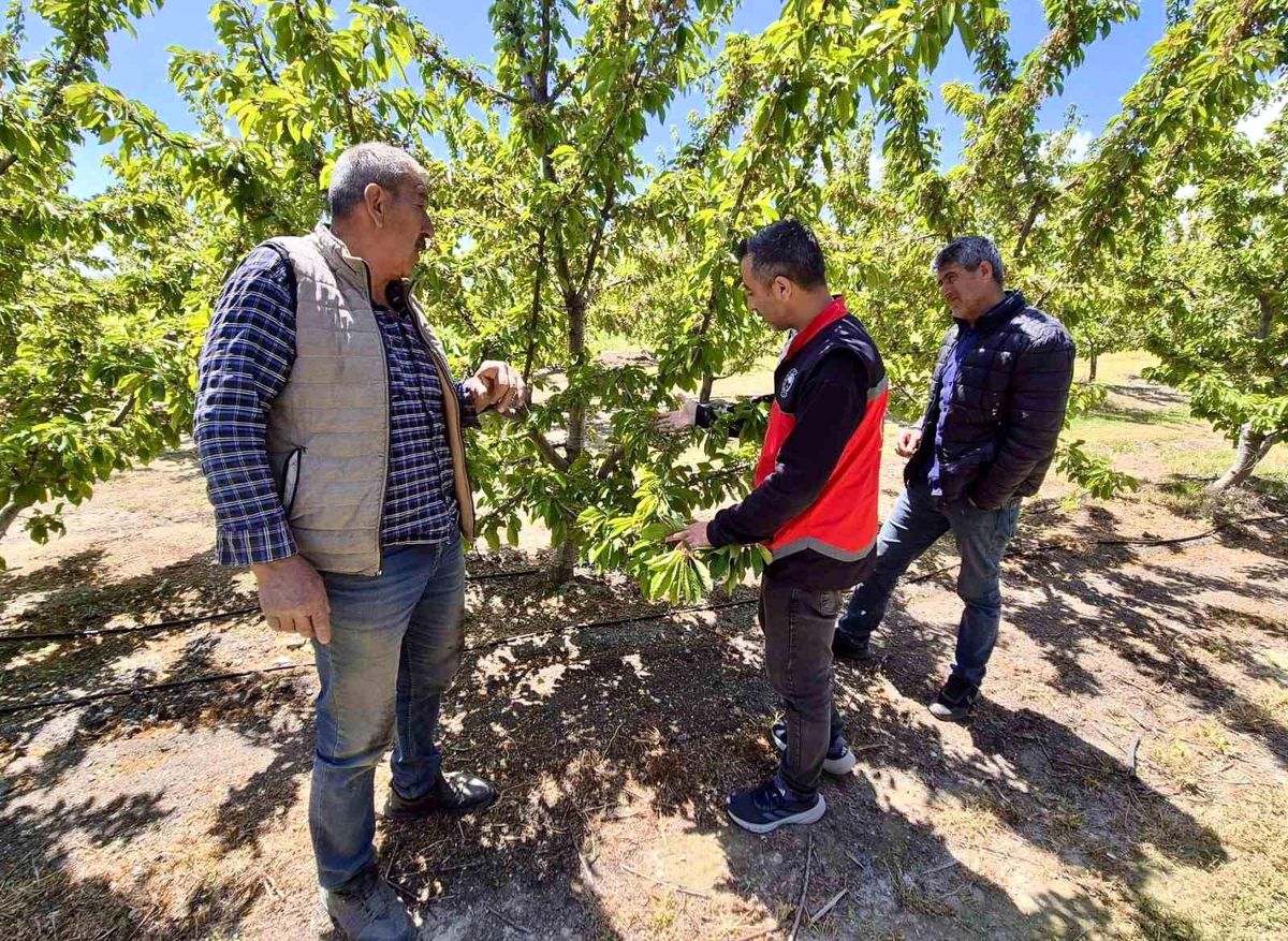 Afyonkarahisar’da Kiraz Kontrolleri Devam Ediyor