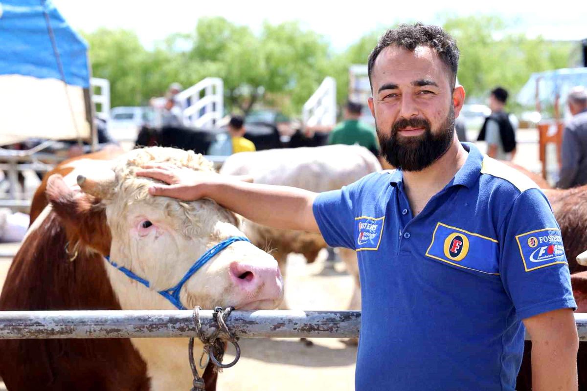 Kırşehir’de 830 Kilo İnek 300 Bin TL’ye Satıldı