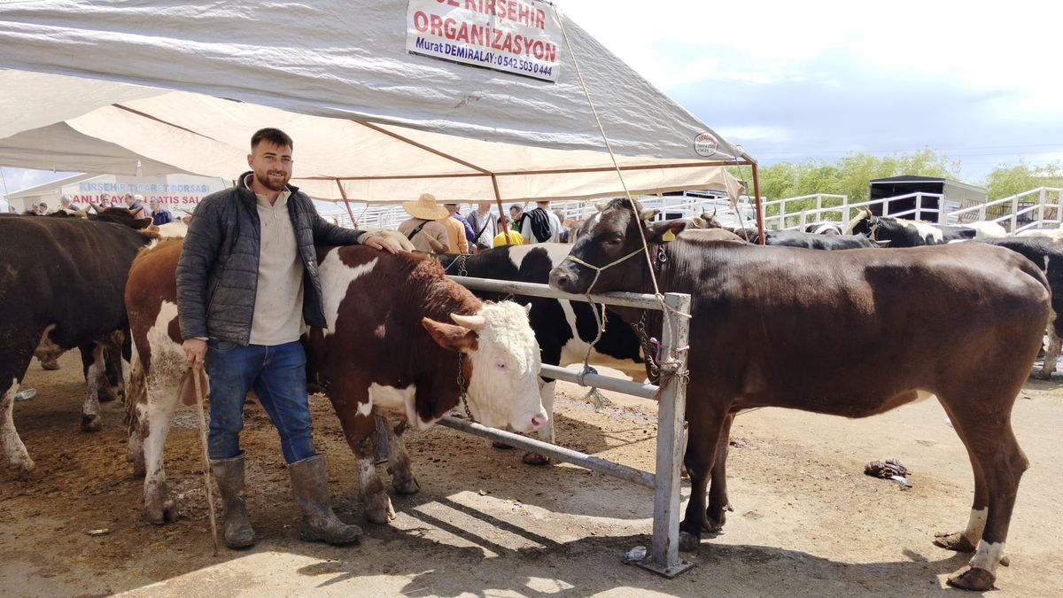 Kırşehir Pazarı’nda ‘Pamuk’ Boğası İlgiyi Çekiyor