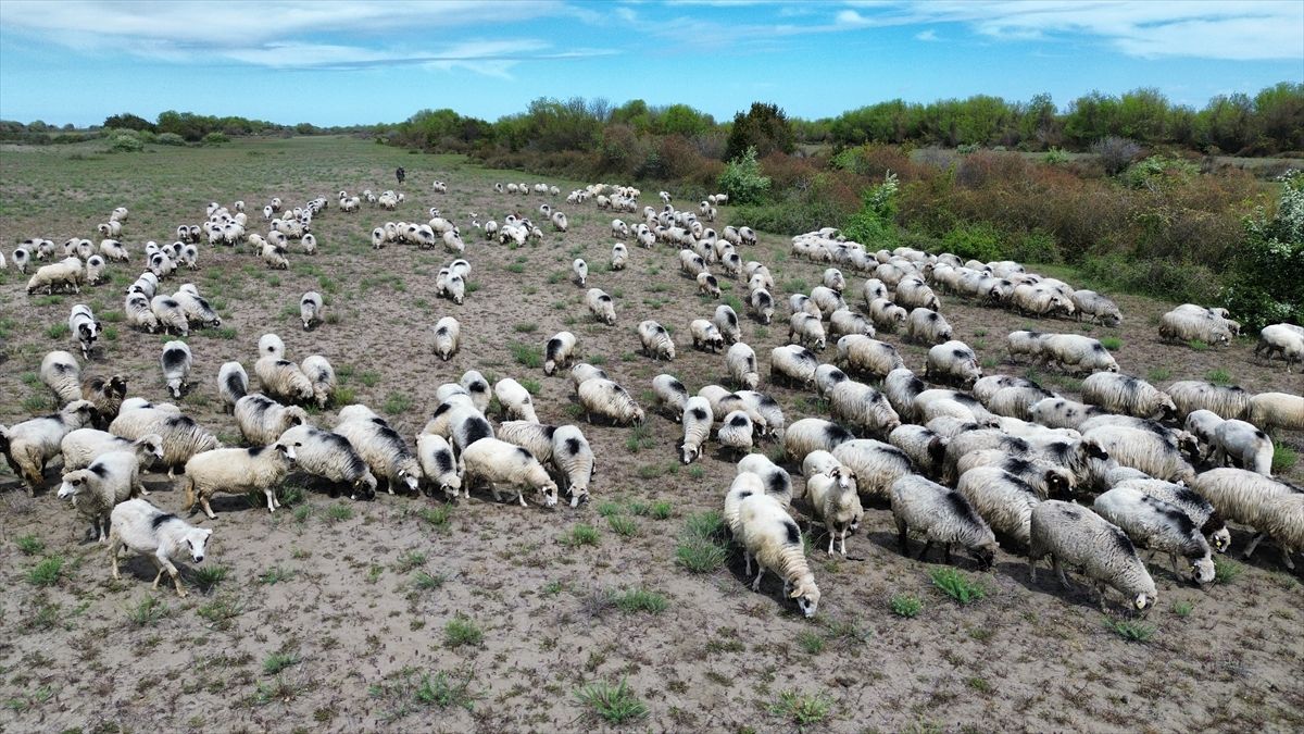 Kızılırmak Deltası’nda Geleneksel Yayla Göçü