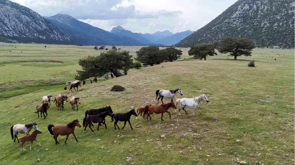 Eynif Ovası’nda Yılkı Atları Görüntülendi