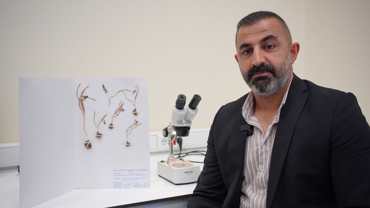 Siirt’te Endemik Çiçekler Açtı