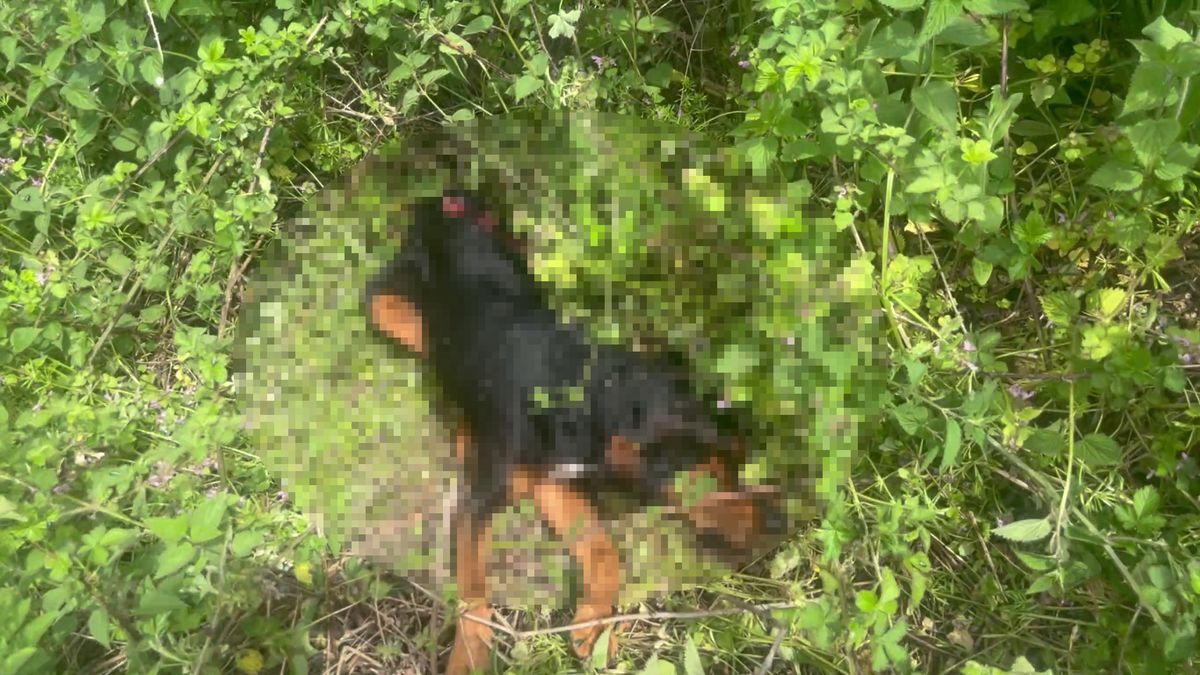 Köpeği demir sopayla öldürdü; o anlar kamerada