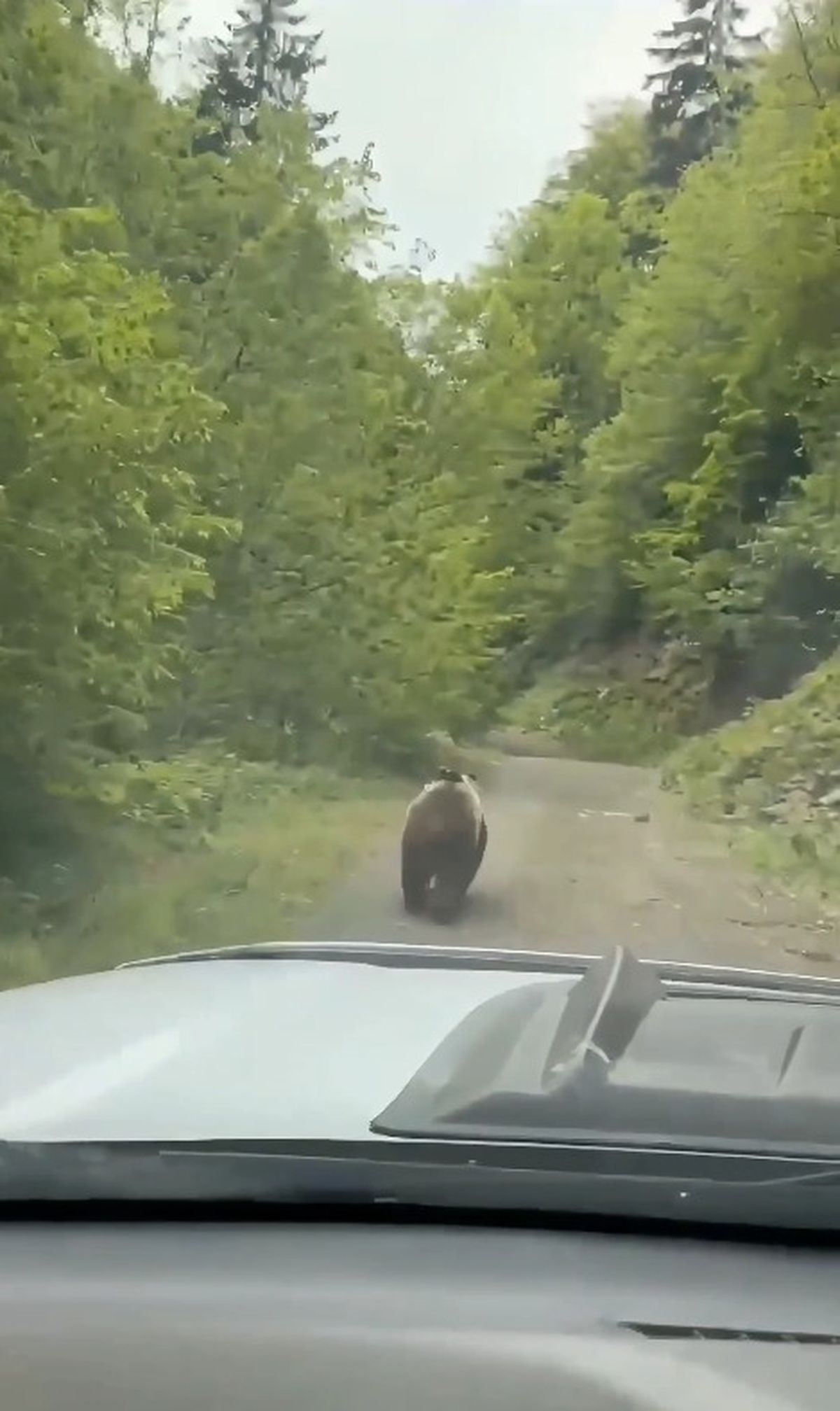Şavşat’ta Bozayı Aracın Önünde Koştu