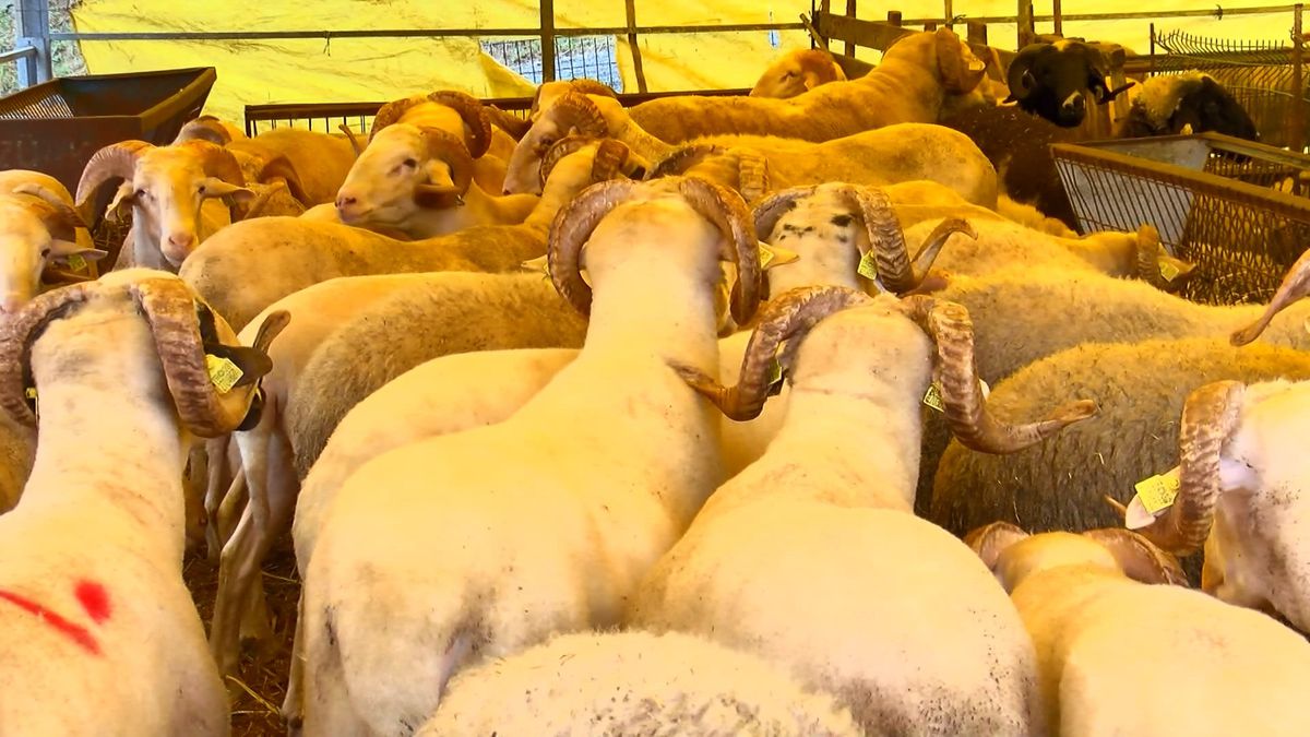 Büyükçekmece’de Kurban Satışları Devam Ediyor