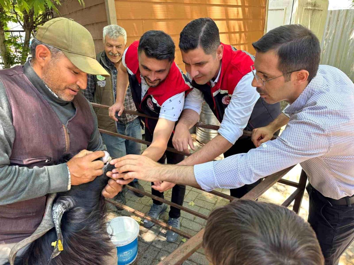 Aydın’da Kurbanlık Hayvan Denetimi