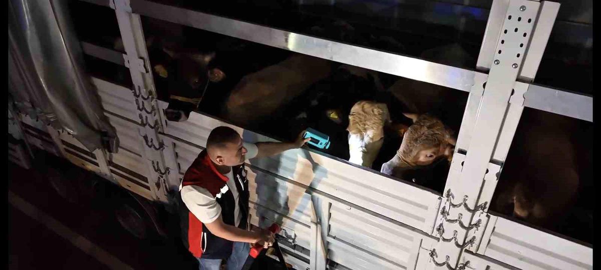 İstanbul’da Kurbanlık Denetimleri Başladı