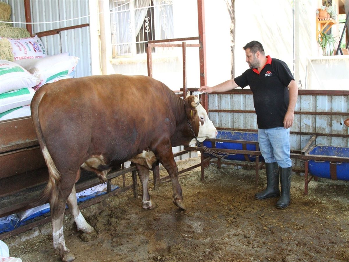 Kurban Kesiminde Dikkatli Olun