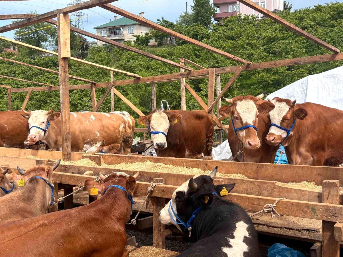 Trabzon Kurban Pazarı’nda Renkli Pazarlıklar